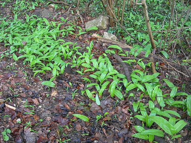 Alla ricerca della spugnola acuminata